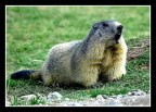 marmotta marmotta