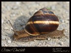 Lumaca Lumaca