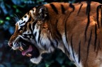 tigre tigre