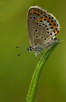 Plebejus idas Plebejus idas