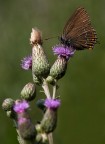 Satyrium ilicis Satyrium ilicis