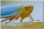 Quello che non avevo mai visto della cicadella Quello che non avevo mai visto della cicadella