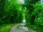 Nel bosco Nel bosco