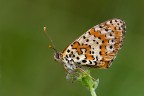 Melitaea didyma Melitaea didyma
