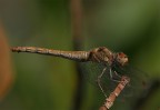 Libellula Atto II Libellula Atto II