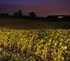 Notte di girasoli Notte di girasoli