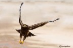 ciao a tutti
aquila delle steppe-deserto del Sinai- ottobre 2009
400mm F 8 1/1000 iso200