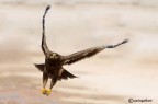 Aquila delle steppe al decollo Aquila delle steppe al decollo
