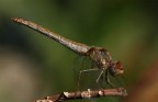 Libellula IV Libellula IV