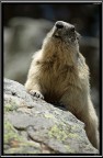 Marmotta # 1 Marmotta # 1