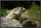 Marmotta # 2 Marmotta # 2