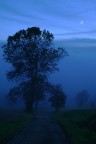 The Tree,the Fog and the Moon in a Blue Sky The Tree,the Fog and the Moon in a Blue Sky