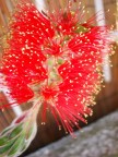 colori della natura colori della natura