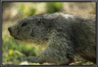 Marmotta # 3 Marmotta # 3
