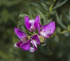 fiori fiori