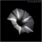 The secret The secret