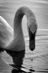 Il Cigno Il Cigno