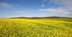 ...IL CAMPO GIALLO... ...IL CAMPO GIALLO...