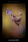 :: BUTTERFLY... :: BUTTERFLY...