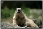 Marmotta # 6 Marmotta # 6