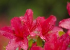 flowers flowers