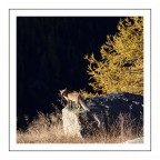 Volpe n°3 Volpe n°3