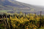 campi vigne e boschi dei Colli Euganei campi vigne e boschi dei Colli Euganei