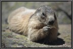 Marmotta # 7 Marmotta # 7