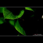 ..Gocciolina.. ..Gocciolina..