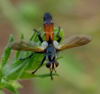 dittero dall'alto dittero dall'alto