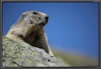 Marmotta # 8 Marmotta # 8