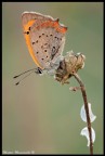 arancio