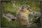 Marmotta # 9 Marmotta # 9