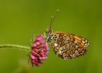 Melitaea athalia Melitaea athalia