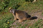 MARMOTTA MARMOTTA