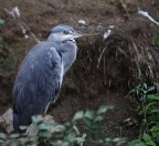 airone cinerino airone cinerino