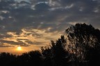 alba alba