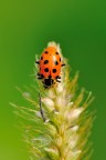 coccinella coccinella