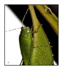 Specchio, specchio delle mie.... Specchio, specchio delle mie....