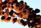 AUTUNNO IN CONTROLUCE AUTUNNO IN CONTROLUCE