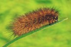 Spilosoma al sole