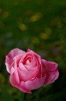 rosa autunnale