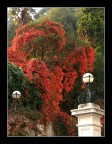 rosso autunno rosso autunno