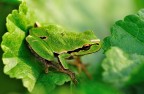 raganella
