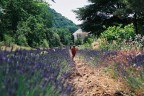 Corsa tra la lavanda Corsa tra la lavanda