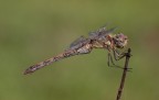 Sympetrum femmina Sympetrum femmina