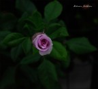 bocciolo di rosa bocciolo di rosa