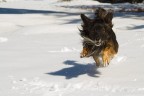 My wild dog... My wild dog...