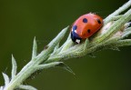 Coccinella Coccinella