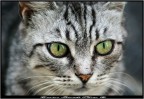 Gatto 3 Gatto 3